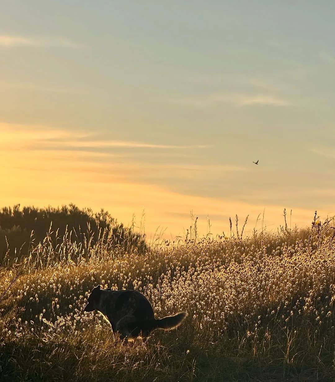 Morota the mixed breed (Border Collie / Australian Cattle Dog mix) in Mar del Sur, Argentina
📸: @micadeane 
.
.
.
#dogspoopinginprettyplaces #bordercolliemix #australiancattledogsofinstagram