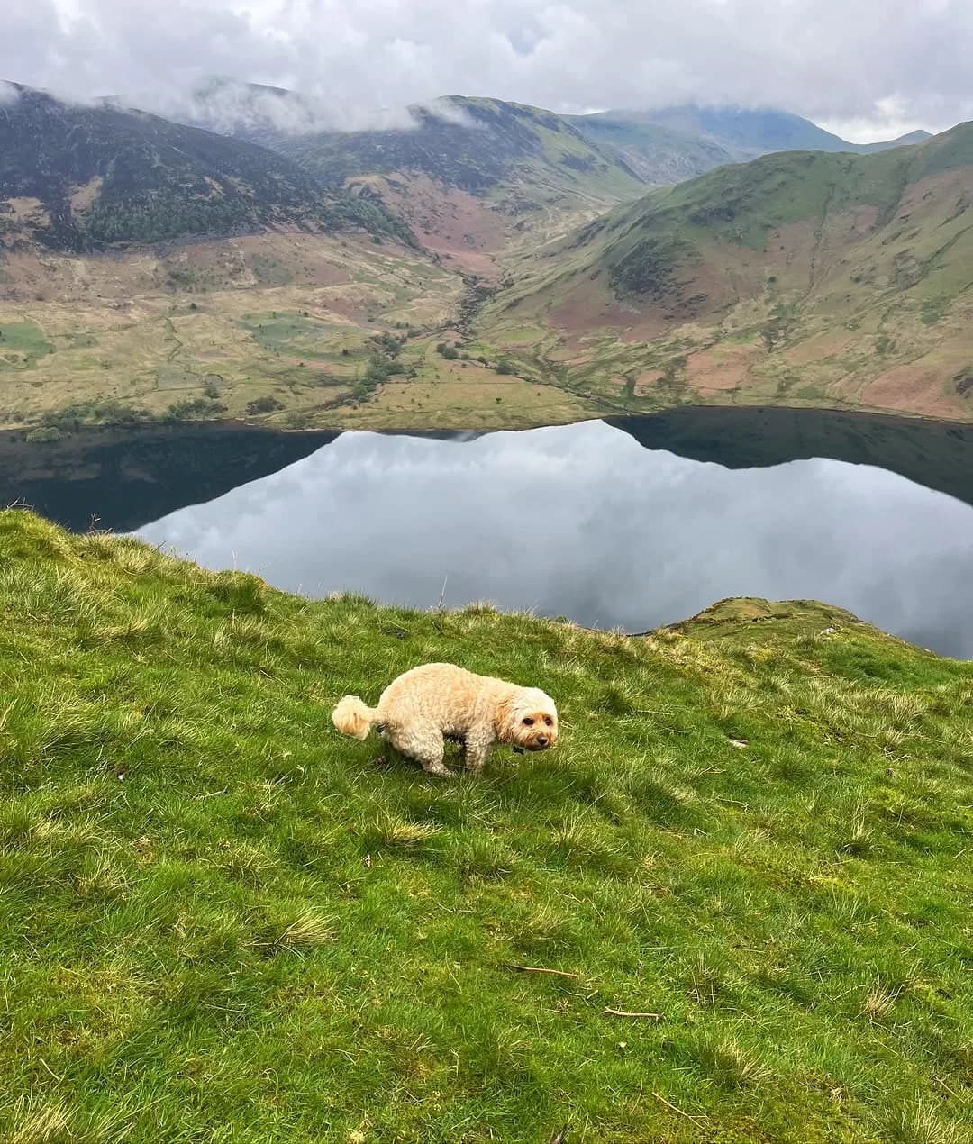 Dudley, having a scenic poop on his decent of Rannerdale Knotts, Lake District, UK. 

Dudley is a mixed breed - King Charles Spaniel, Maltese, and Bichon Frise.
📸: @emmmalaight 
.
.
.
#dogsarethebest #dogspoopinginprettyplaces #funnydogsofinstagram #funnydogvideo #funnydog