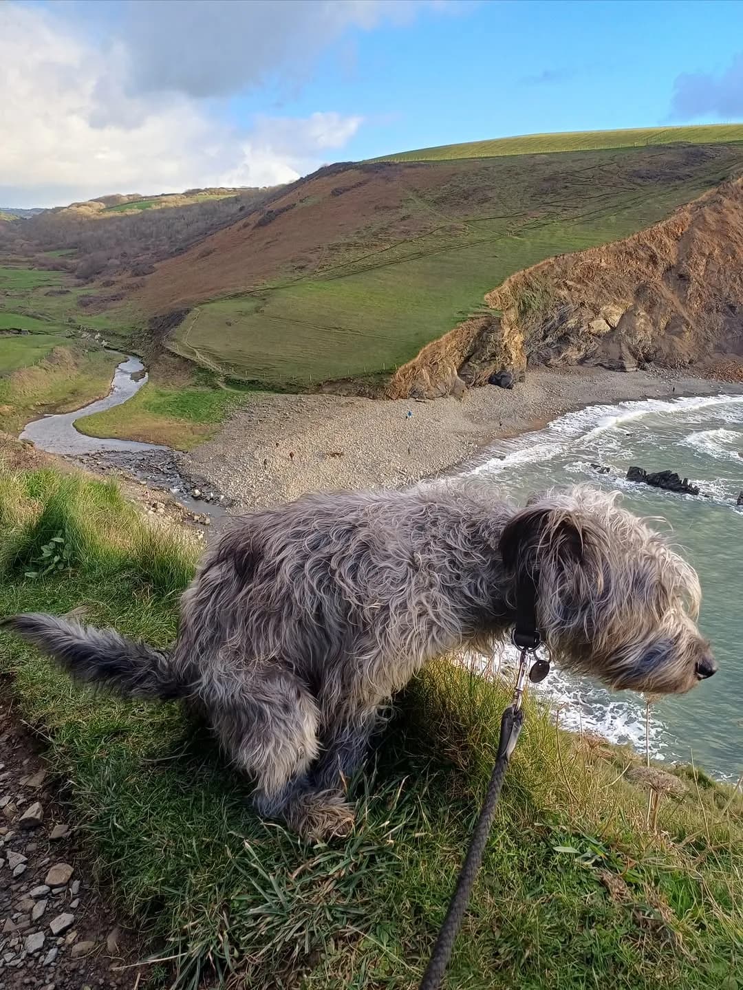 Ted the Glen of Imaal Terrier enjoying the view in Duckpool, Cornwall UK 
📸: @ourglenofimaal 
.
.
.
#dogspoopinginprettyplaces #dogs #terrier #glenofimaal