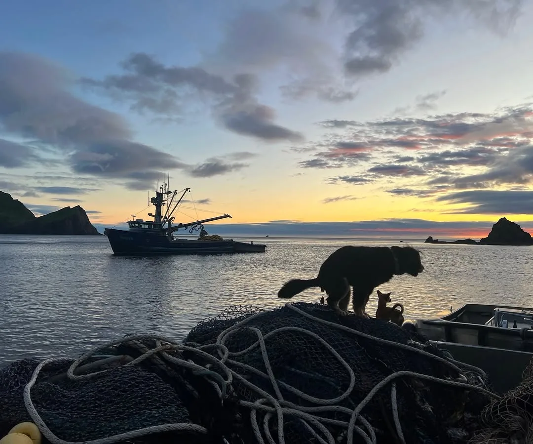 Dogs Pooping in Pretty Places